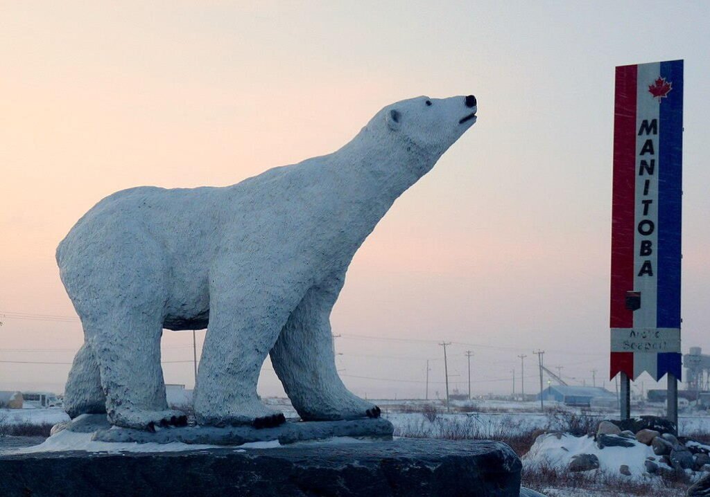 Polar Bear, Churchill, Manitoba